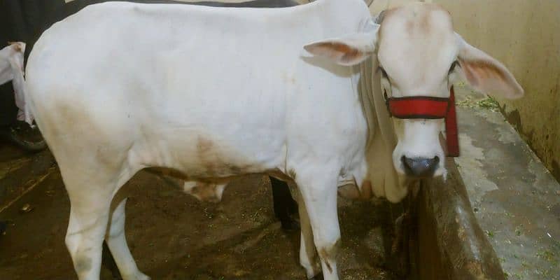 cow for sell 18