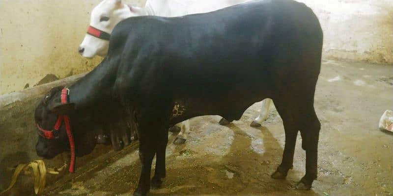 cow for sell 19