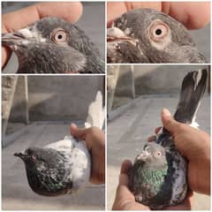 Breeder Pigeon Pairs Teddy, Wehshee, 35 Walay