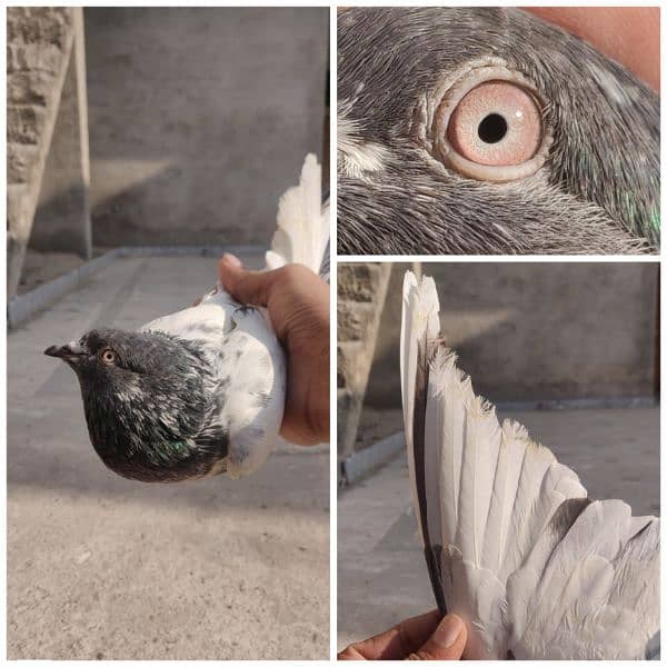 Breeder Pigeon Pairs Teddy, Wehshee, 35 Walay 3