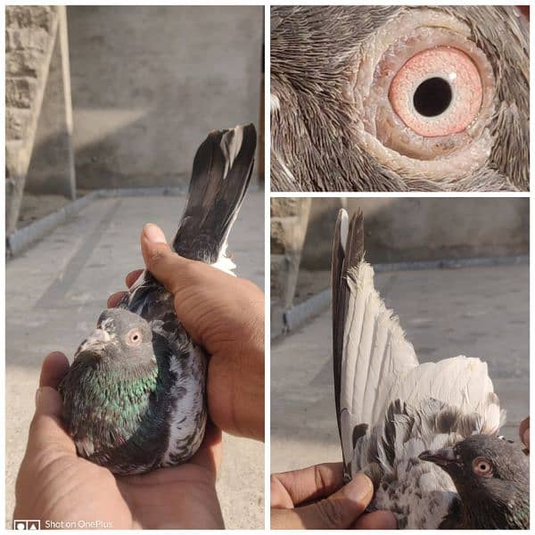 Breeder Pigeon Pairs Teddy, Wehshee, 35 Walay 4