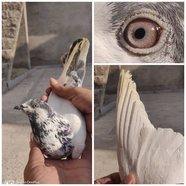 Breeder Pigeon Pairs Teddy, Wehshee, 35 Walay 5