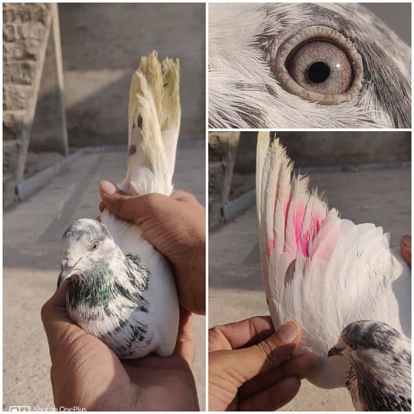 Breeder Pigeon Pairs Teddy, Wehshee, 35 Walay 6