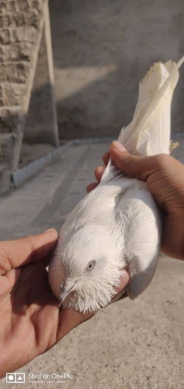 Breeder Pigeon Pairs Teddy, Wehshee, 35 Walay 12