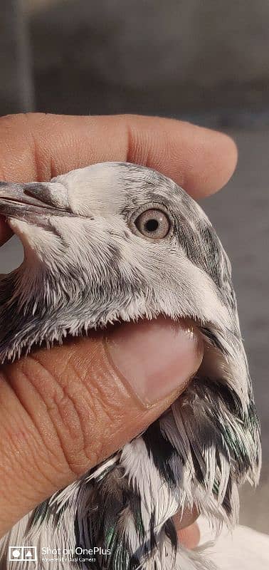 Breeder Pigeon Pairs Teddy, Wehshee, 35 Walay 13