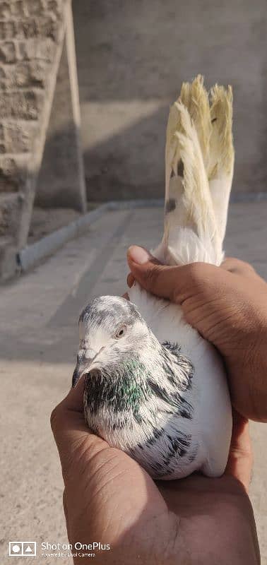 Breeder Pigeon Pairs Teddy, Wehshee, 35 Walay 14