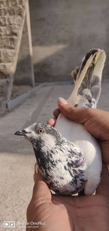 Breeder Pigeon Pairs Teddy, Wehshee, 35 Walay 16