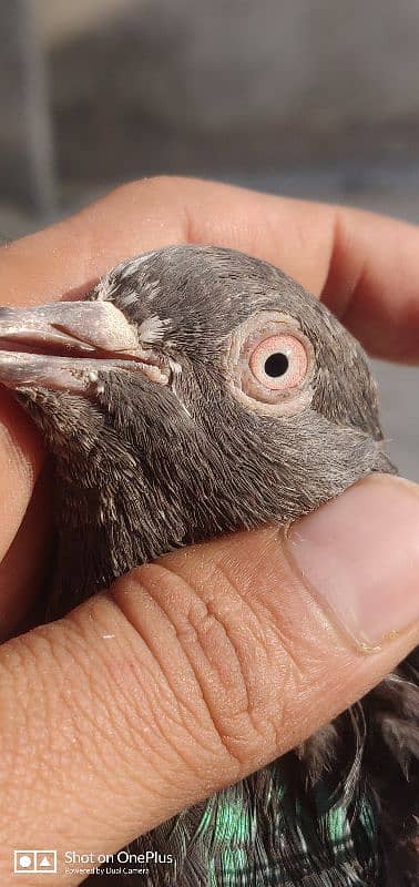 Breeder Pigeon Pairs Teddy, Wehshee, 35 Walay 17