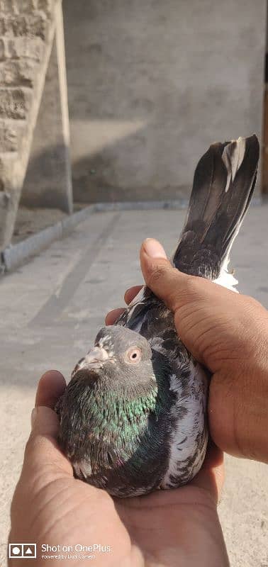 Breeder Pigeon Pairs Teddy, Wehshee, 35 Walay 18