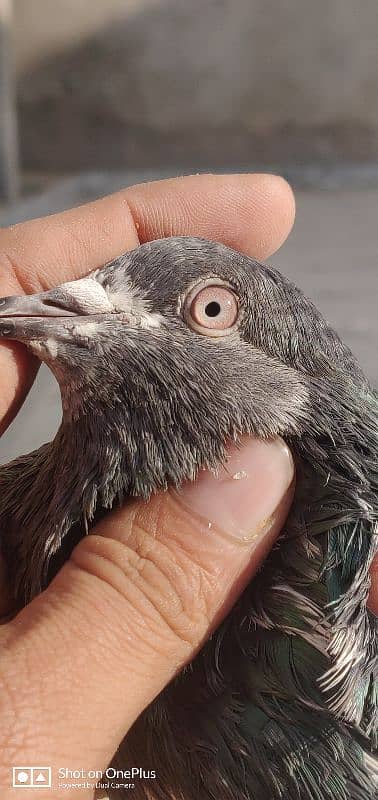 Breeder Pigeon Pairs Teddy, Wehshee, 35 Walay 19