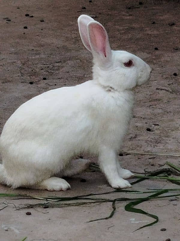 red eye rabbits all active 3