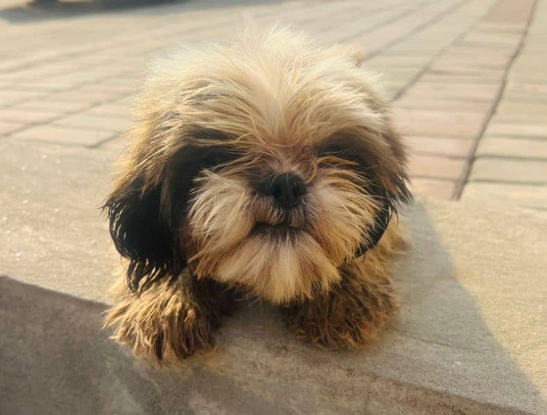 Shihtzu Females 5