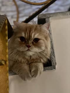 male neutered persian cat for sale