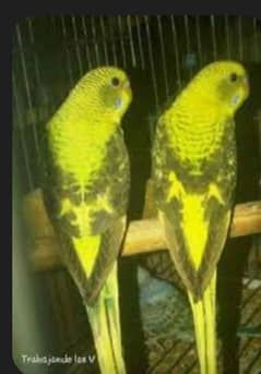 GREEN BLACK WING PAIR BREEDER