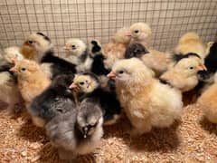 mottled bantam ,golden bantam and golden buff chicks