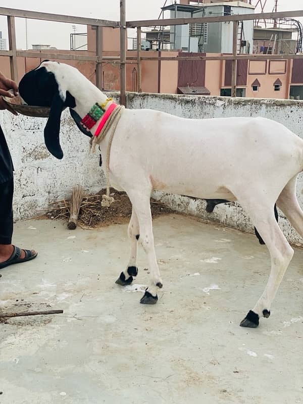 larkhana dhumba for sale big size strong body structured full heavy 1