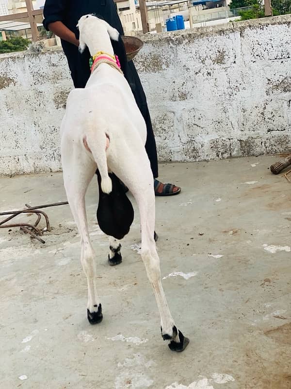 larkhana dhumba for sale big size strong body structured full heavy 2