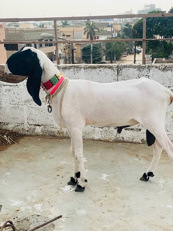 larkhana dhumba for sale big size strong body structured full heavy 3