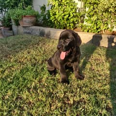 Pure Bred Labrador puppy. Show winner quality