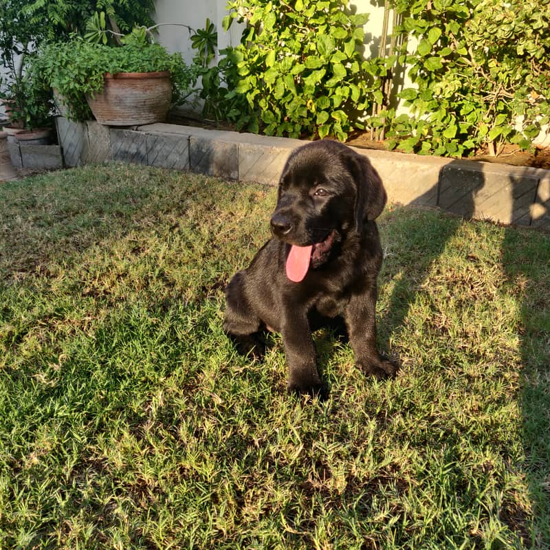 Pure Bred Labrador puppy. Show winner quality 0