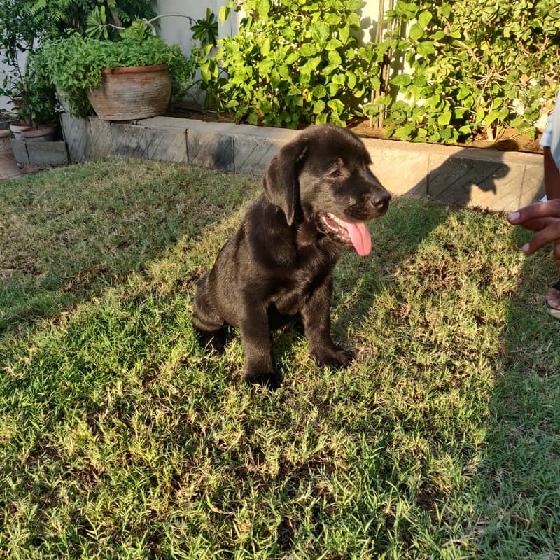 Pure Bred Labrador puppy. Show winner quality 1