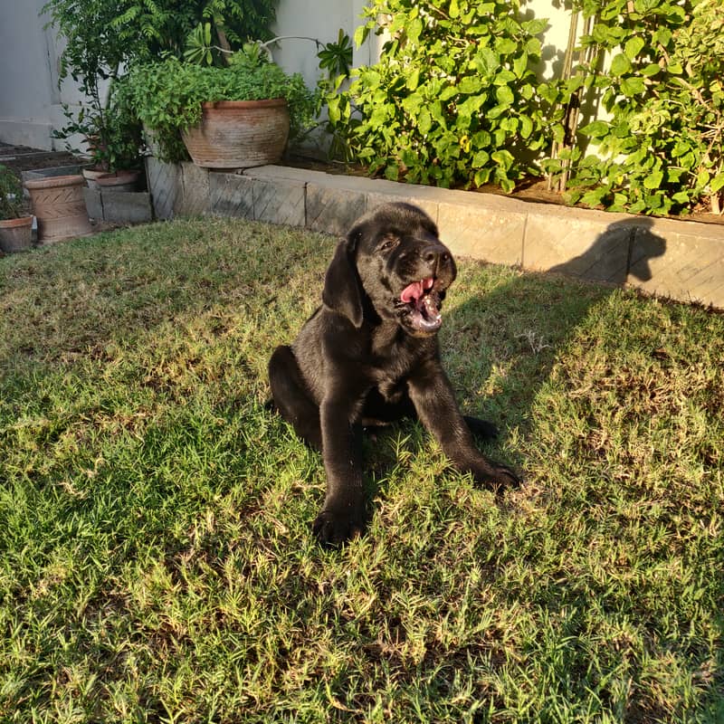 Pure Bred Labrador puppy. Show winner quality 2