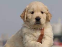 Golden retriever puppy