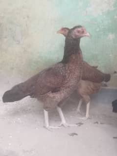 Egg Laying Pure Desi Curak wali murgi Both hens