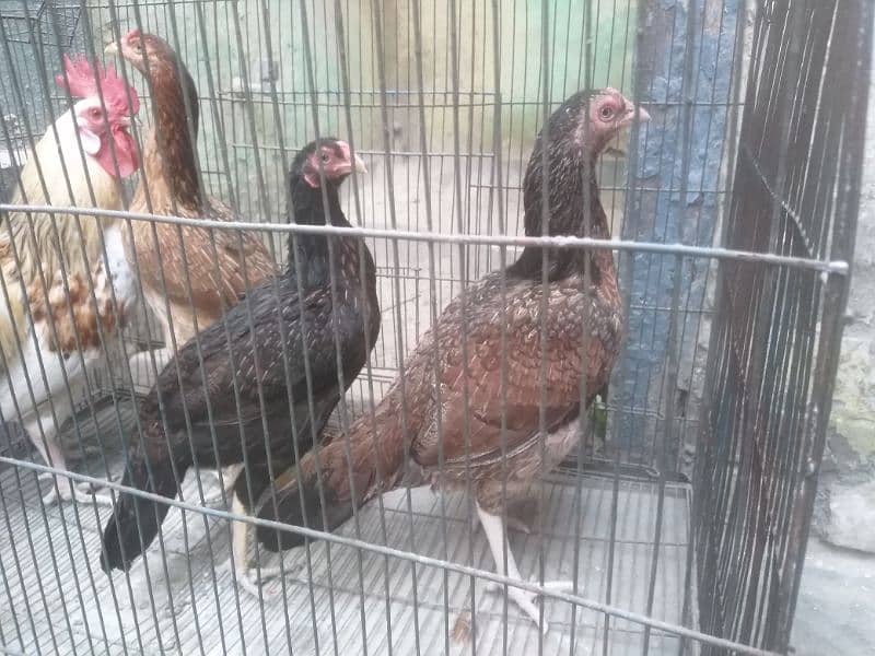 Egg Laying Pure Desi Curak wali murgi Both hens 1