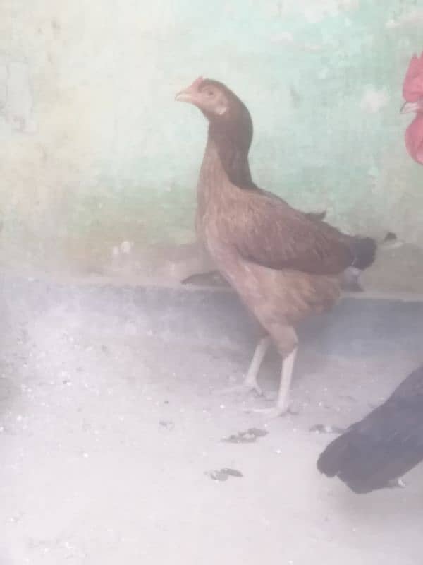 Egg Laying Pure Desi Curak wali murgi Both hens 2