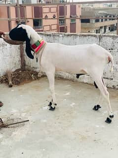 larkhana dhumba for sale big size strong body structured full heavy