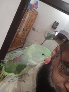 RAW PARROT for sale