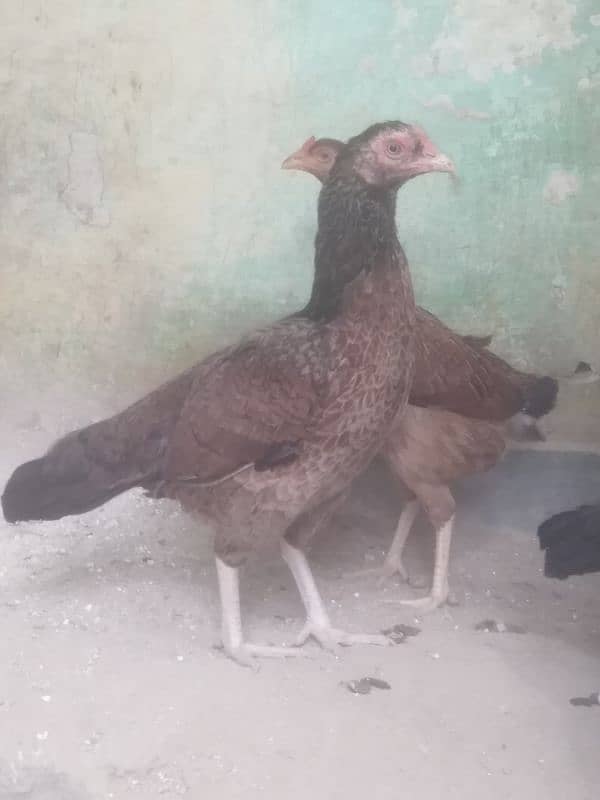 Egg Laying Pure Desi Curak wali murgi Both hens 4