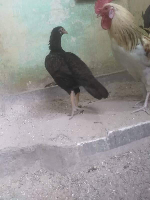 Egg Laying Pure Desi Curak wali murgi Both hens 10