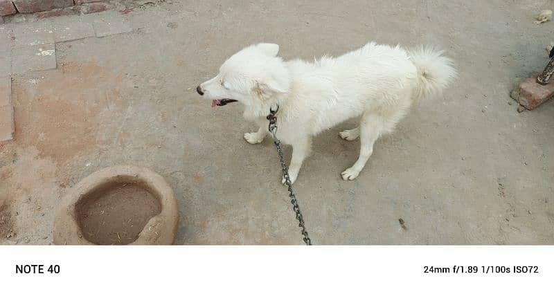 I m selling my dog full halty friendly 2