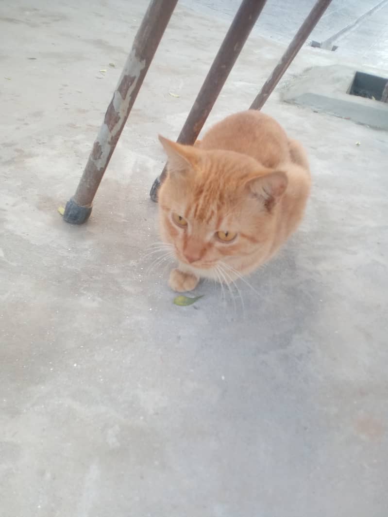 male cat Jun 4