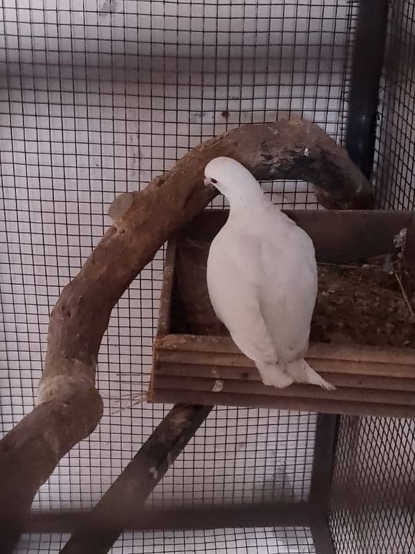 pigeon cage duck for sale 9