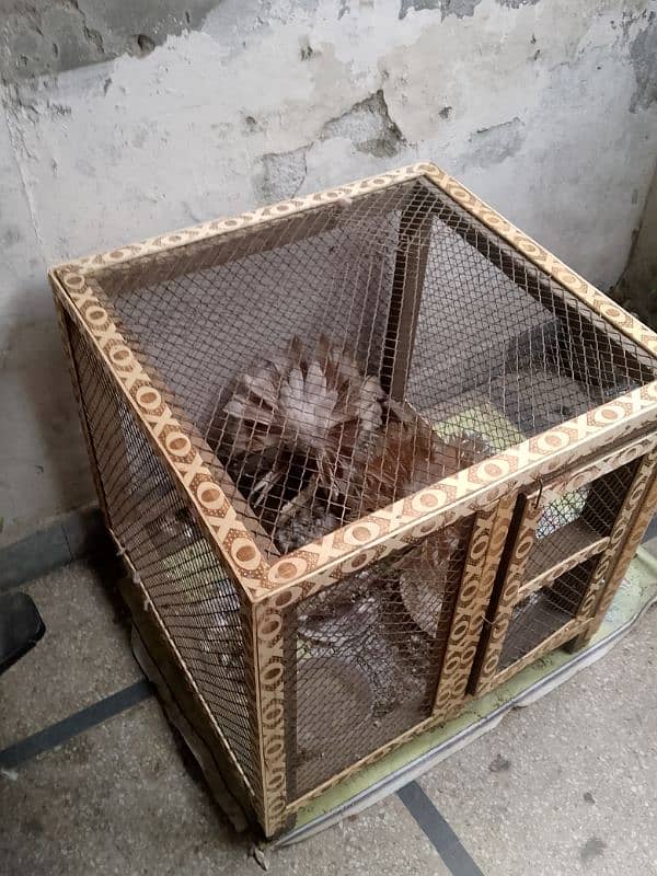 pigeon cage duck for sale 12