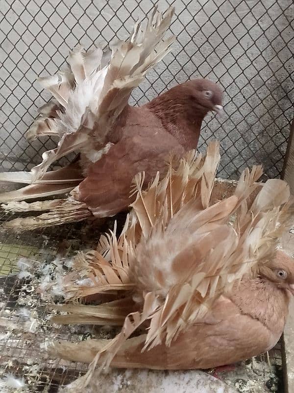 pigeon cage duck for sale 14