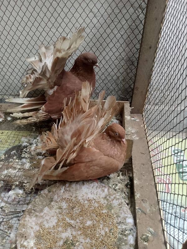 pigeon cage duck for sale 15