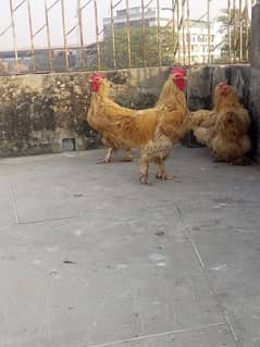 Golden buff 2 pair egg laying hens , price 12000, age 18 month