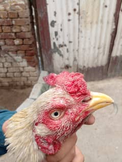 wight h bs Gnda hua hai Madi Thai pure Male price 5500 female 4500