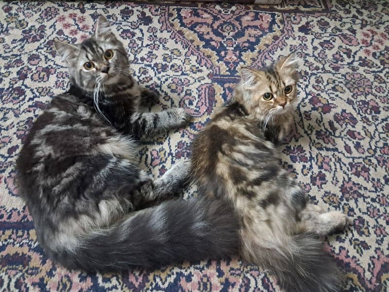 Rare Siberian cuties 7