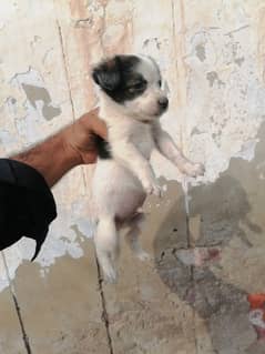 shituzu male puppy for sale