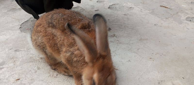 Flemish female bunnies 0