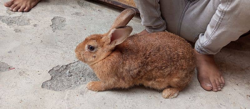 Flemish female bunnies 1