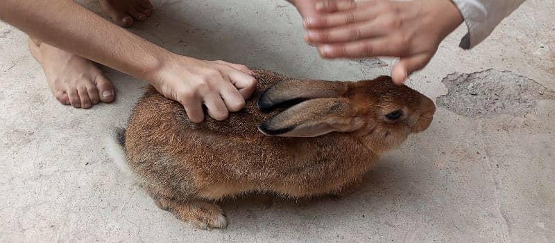 Flemish female bunnies 2