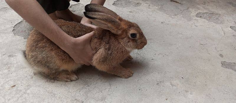 Flemish female bunnies 3