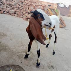 bakri