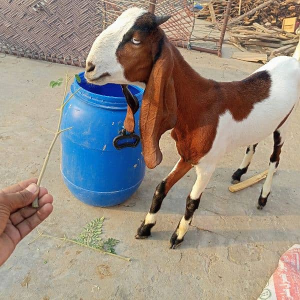 bakri 1